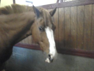 Gavroche 